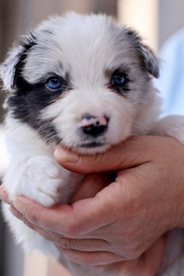 Alfie Border Collie