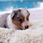 Alice-female-Border-Collie-puppy-for-sale-1