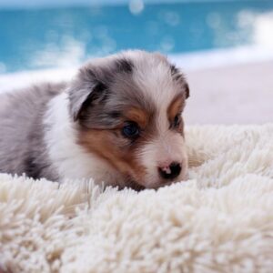 Alice Border Collie