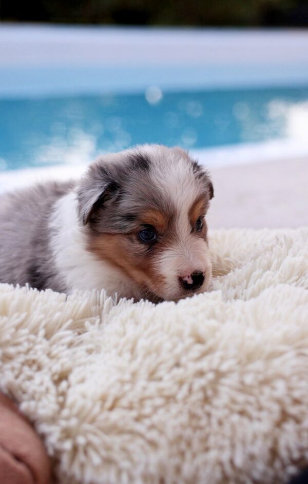 Alice Border Collie