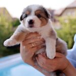 Aspen Border Collie