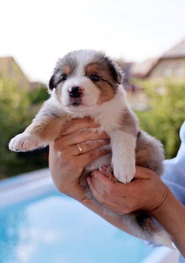 Alice Border Collie