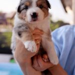 Alice-female-Border-Collie-puppy-for-sale-3