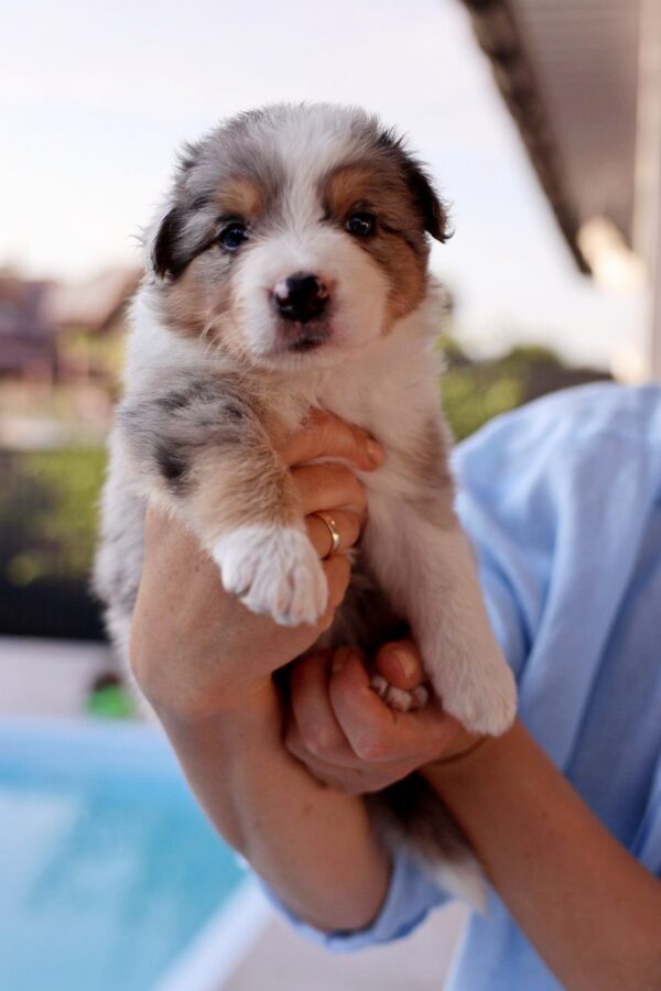 Alice Border Collie