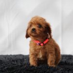 Alize-female-cavapoo-puppy-for-sale- (1)