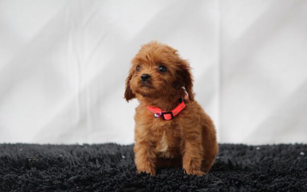 Alize Cavapoo