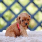 Alize-female-cavapoo-puppy-for-sale- (2)