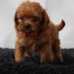 Alize-female-cavapoo-puppy-for-sale- (2)