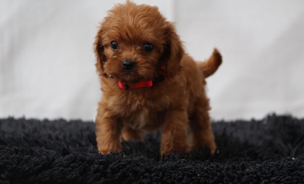 Alize Cavapoo