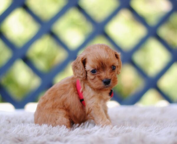 Alize Cavapoo