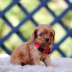 Alize-female-cavapoo-puppy-for-sale- (3)