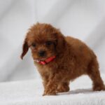 Alize-female-cavapoo-puppy-for-sale- (3)