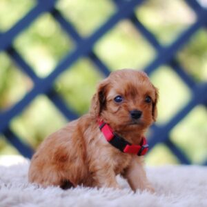 Alize Cavapoo