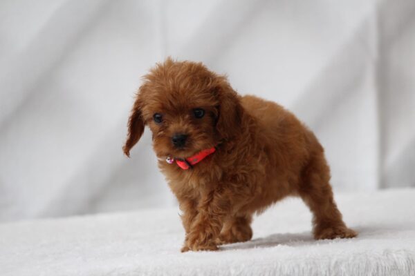 Alize Cavapoo