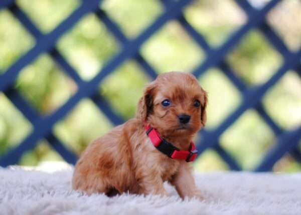 Alize Cavapoo