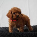Alize-female-cavapoo-puppy-for-sale- (4)