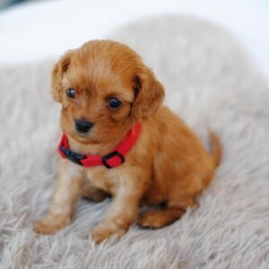 Alize Cavapoo