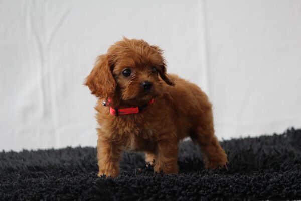 Alize Cavapoo