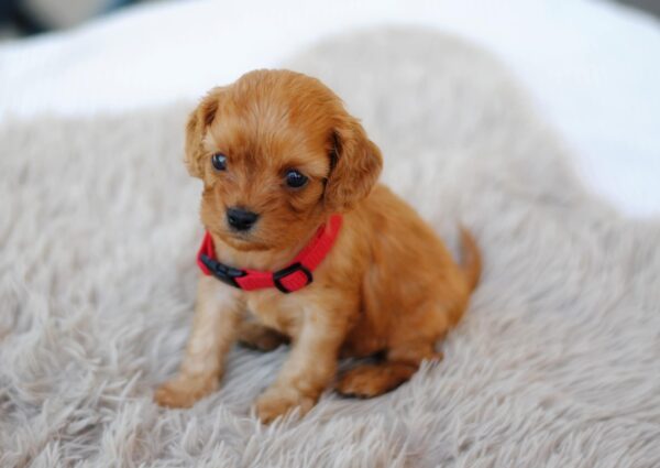 Alize Cavapoo