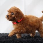 Alize-female-cavapoo-puppy-for-sale- (5)