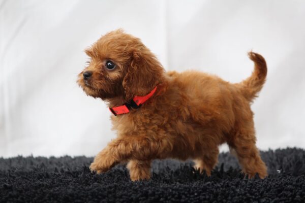 Alize Cavapoo