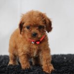 Alize-female-cavapoo-puppy-for-sale- (6)