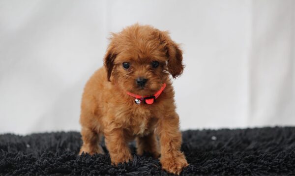 Alize Cavapoo