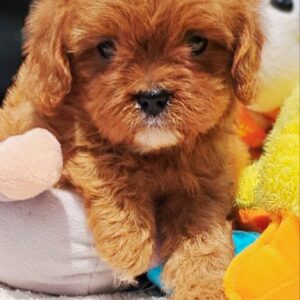Almir Cavapoo