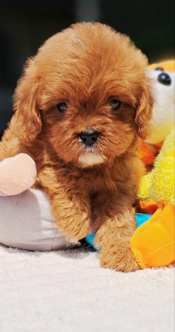 Almir Cavapoo