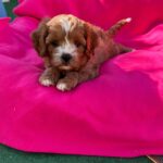 Alex Cavapoo