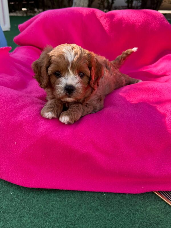 Amelia Cavapoo