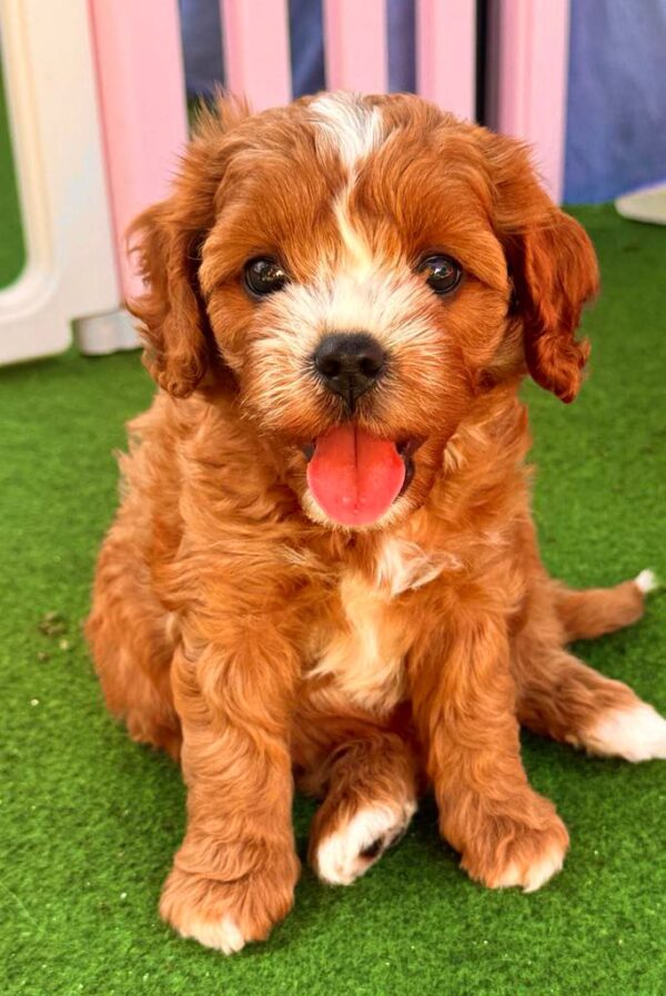Amelia Cavapoo