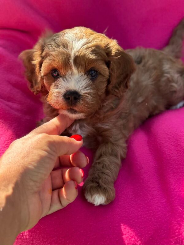 Amelia Cavapoo