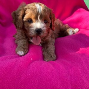 Amelia Cavapoo