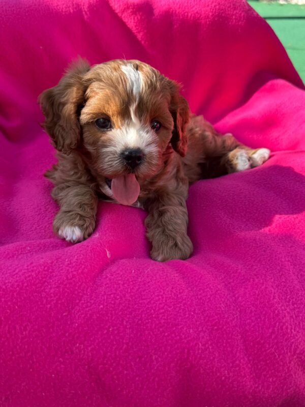 Amelia Cavapoo