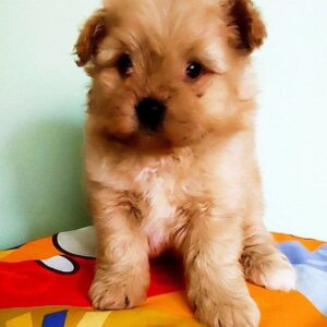 Anari Pomapoo