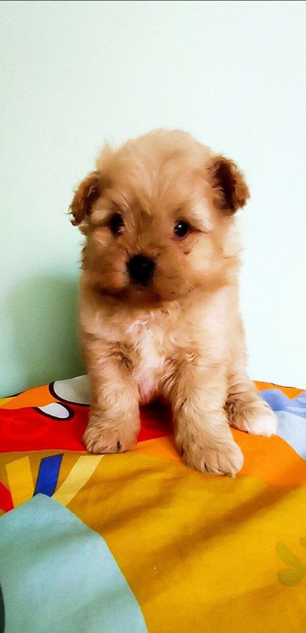 Anari Pomapoo