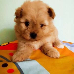 Anari Pomapoo