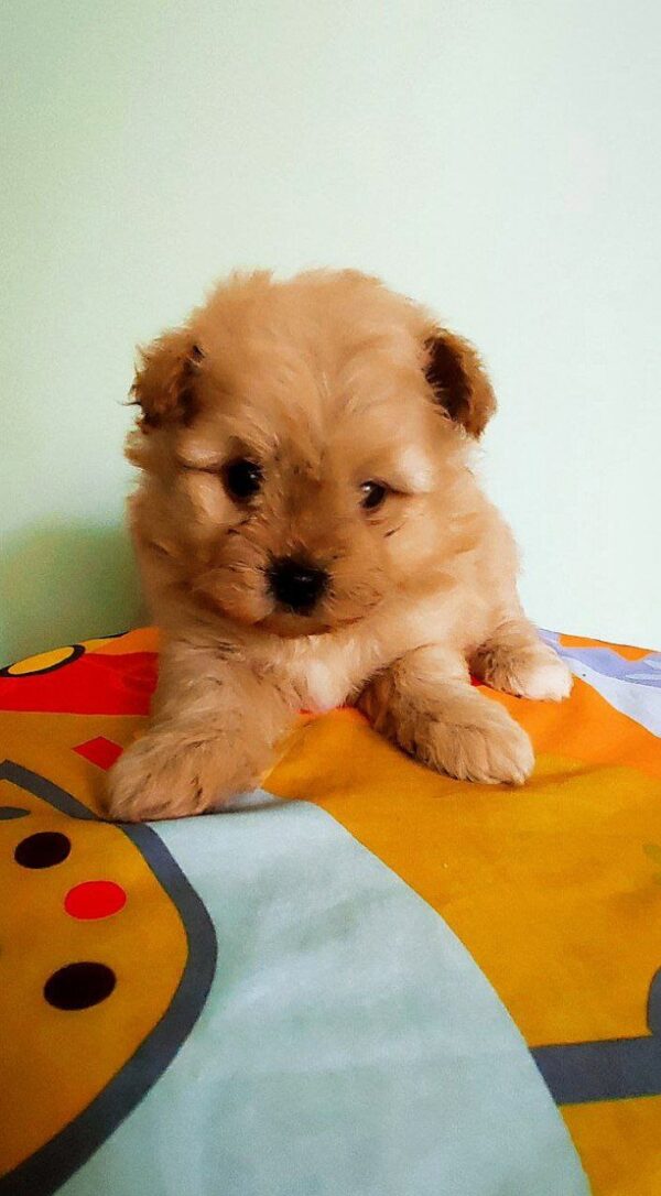 Anari Pomapoo