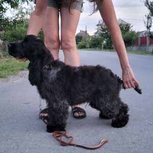 Angels English Cocker Spaniel