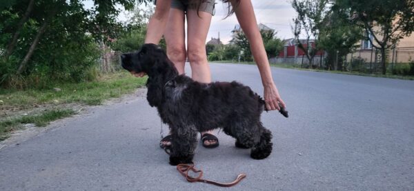Angels English Cocker Spaniel