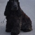 Christmas English Cocker Spaniel