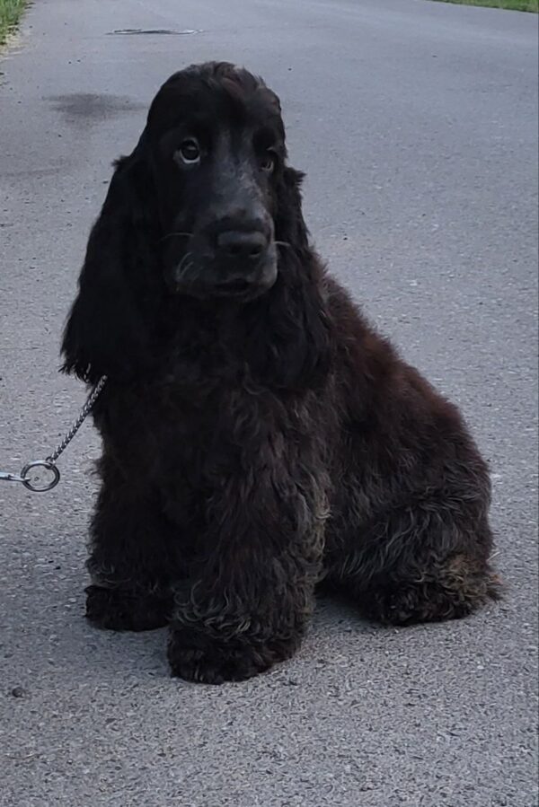 Angels English Cocker Spaniel