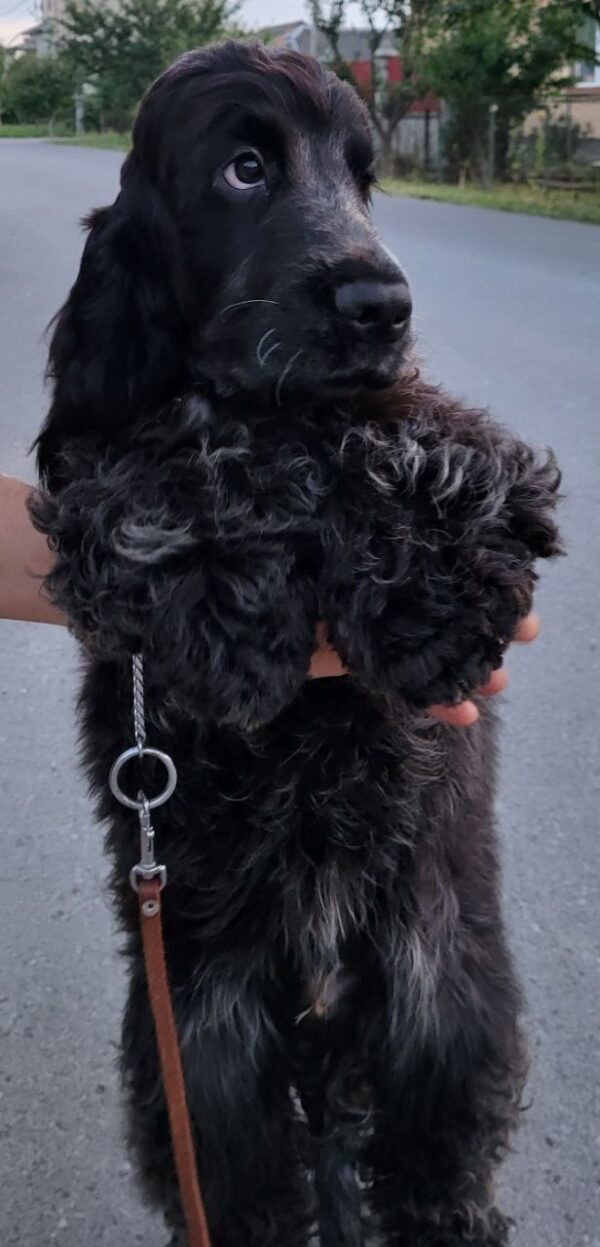 Angels English Cocker Spaniel