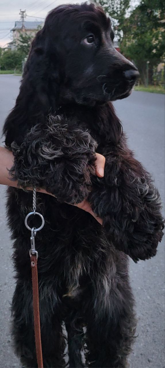 Angels English Cocker Spaniel