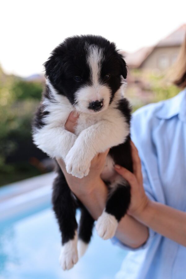 Angus Border Collie