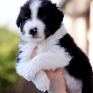 Angus Border Collie