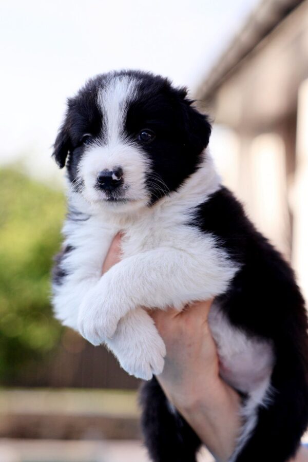 Angus Border Collie
