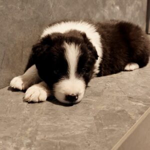Angus Border Collie
