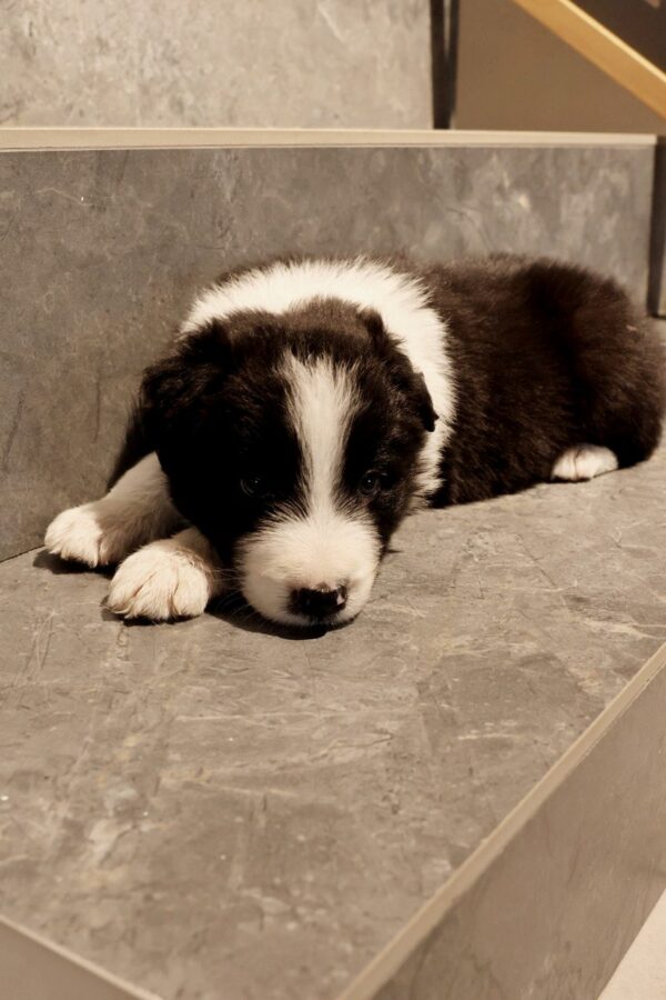 Angus Border Collie